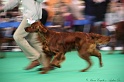 Crufts2011 187